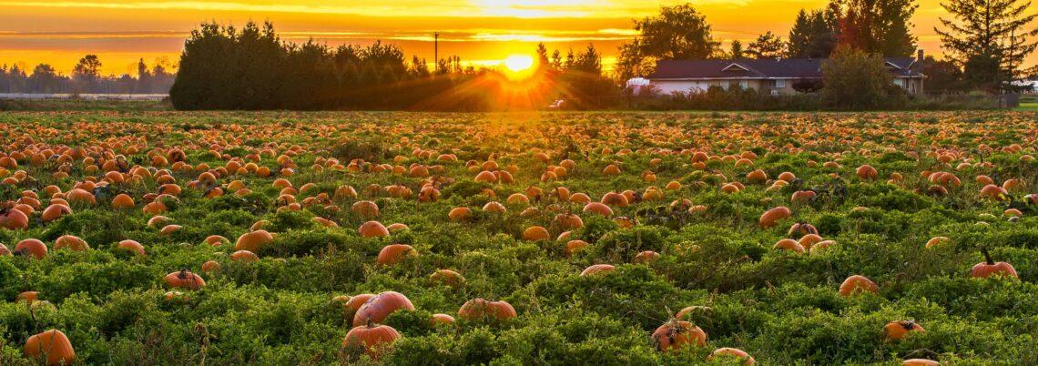 Picking Pumpkins