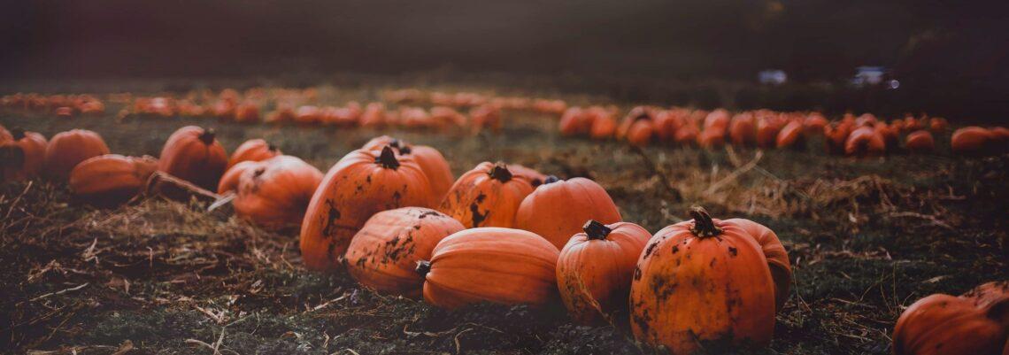 Pumpkin Patch