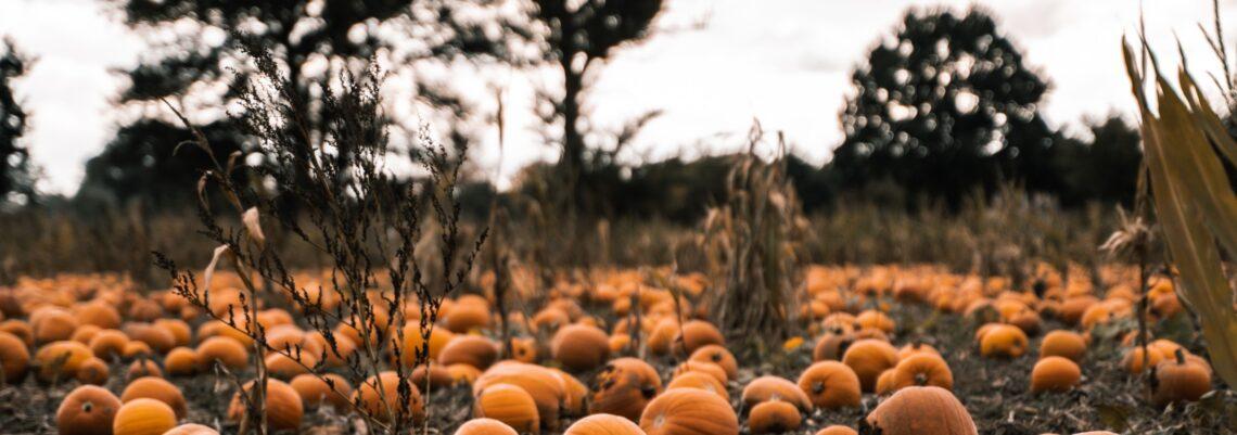 Pumpkin Patch